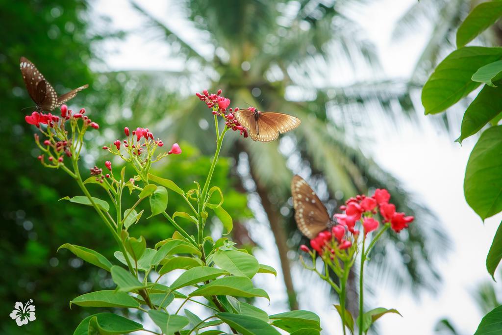 Seaflower Bungalows Srithanu Bagian luar foto