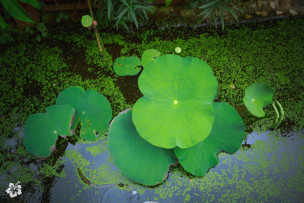 Seaflower Bungalows Srithanu Bagian luar foto