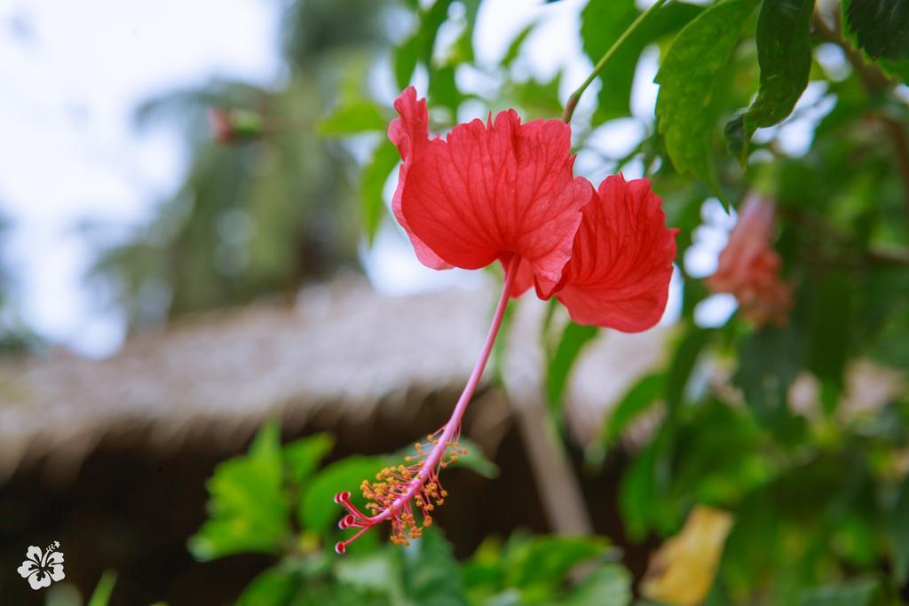Seaflower Bungalows Srithanu Bagian luar foto